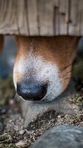 Preview wallpaper dog, nose, close-up