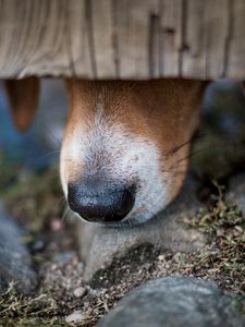 Preview wallpaper dog, nose, close-up