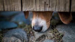 Preview wallpaper dog, nose, close-up
