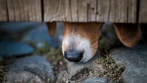 Preview wallpaper dog, nose, close-up