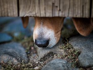 Preview wallpaper dog, nose, close-up