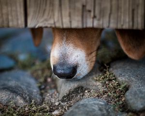 Preview wallpaper dog, nose, close-up