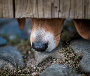 Preview wallpaper dog, nose, close-up