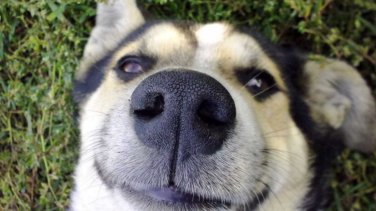 Wallpaper dog, nose, face, cute