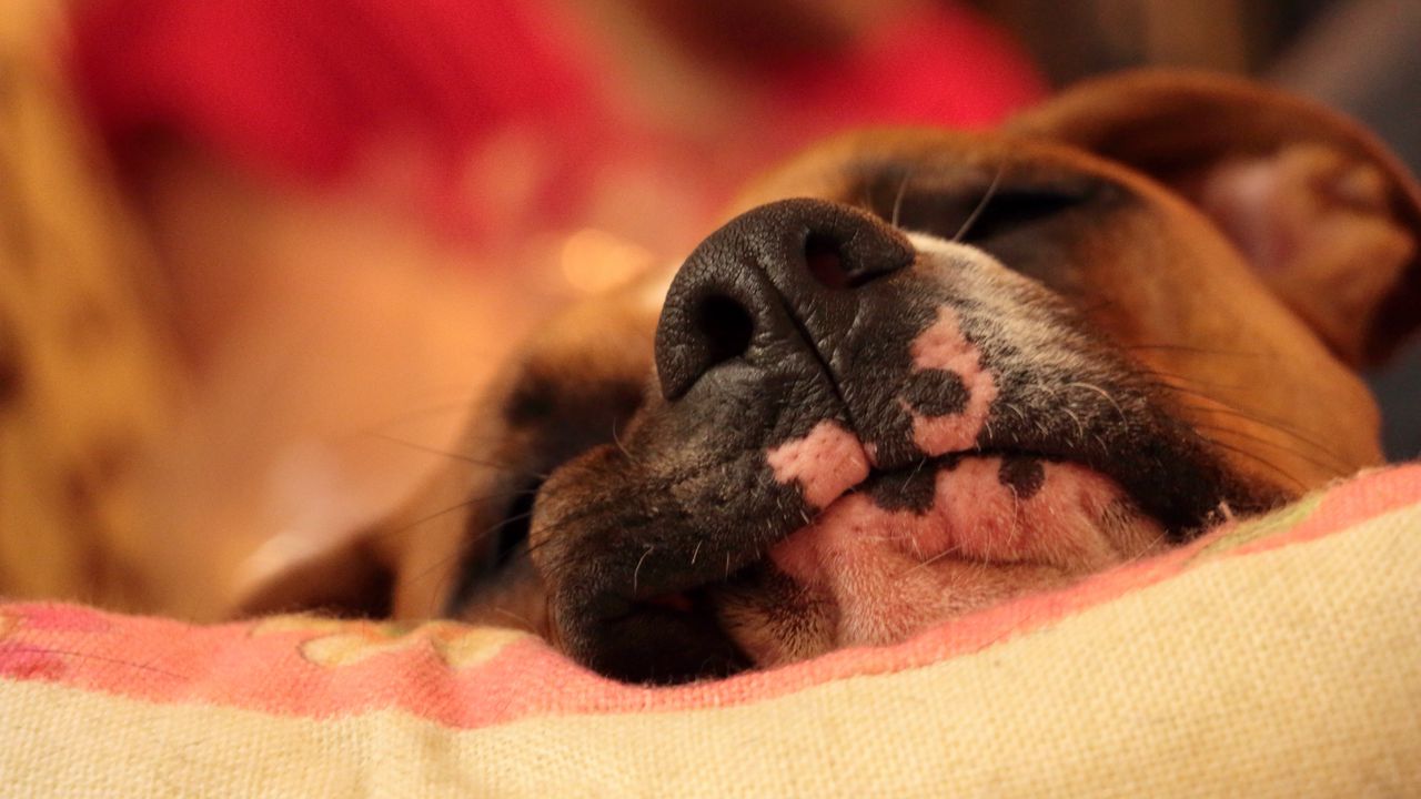 Wallpaper dog, nose, pet, sleep