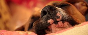 Preview wallpaper dog, nose, pet, sleep