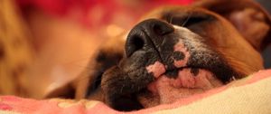 Preview wallpaper dog, nose, pet, sleep