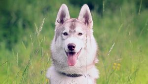 Preview wallpaper dog, open mouth, face, eyes, collar
