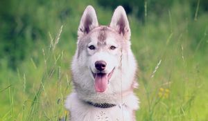 Preview wallpaper dog, open mouth, face, eyes, collar