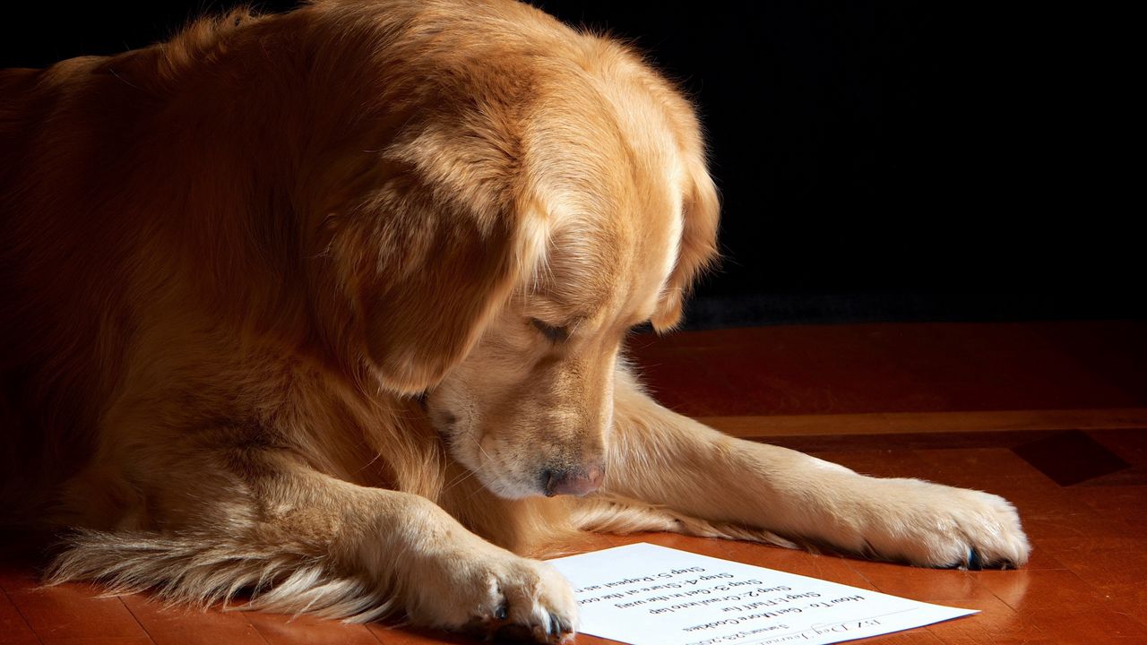 Wallpaper dog, paper, reading, sheet, muzzle