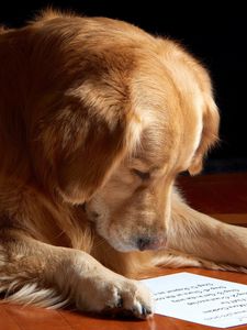 Preview wallpaper dog, paper, reading, sheet, muzzle