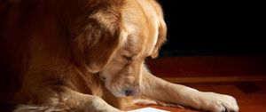 Preview wallpaper dog, paper, reading, sheet, muzzle