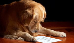 Preview wallpaper dog, paper, reading, sheet, muzzle