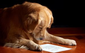 Preview wallpaper dog, paper, reading, sheet, muzzle