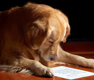 Preview wallpaper dog, paper, reading, sheet, muzzle