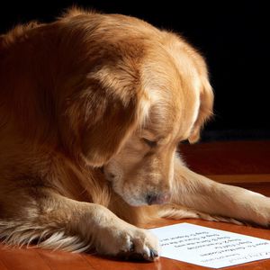 Preview wallpaper dog, paper, reading, sheet, muzzle