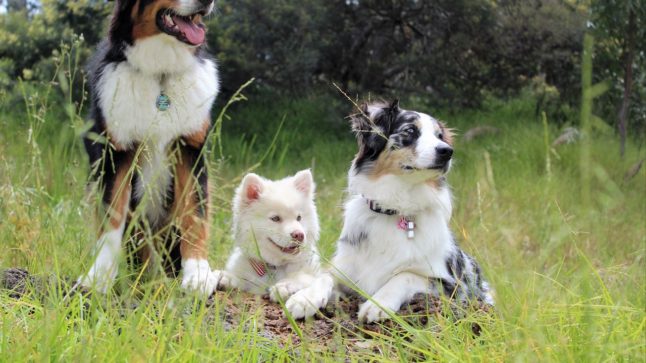 Wallpaper dog, pedigree, photoshoot