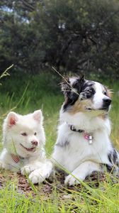 Preview wallpaper dog, pedigree, photoshoot