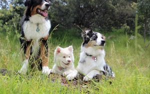 Preview wallpaper dog, pedigree, photoshoot