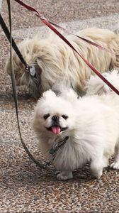 Preview wallpaper dog, pekingese, walk, leads