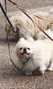 Preview wallpaper dog, pekingese, walk, leads