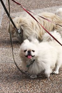 Preview wallpaper dog, pekingese, walk, leads