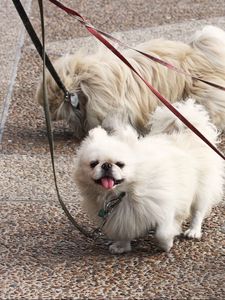 Preview wallpaper dog, pekingese, walk, leads