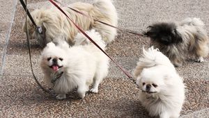 Preview wallpaper dog, pekingese, walk, leads