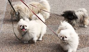 Preview wallpaper dog, pekingese, walk, leads