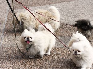 Preview wallpaper dog, pekingese, walk, leads