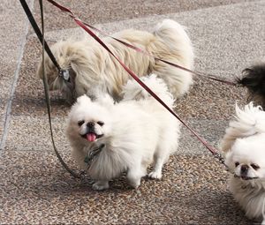 Preview wallpaper dog, pekingese, walk, leads