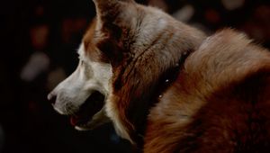 Preview wallpaper dog, pet, animal, fur
