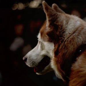 Preview wallpaper dog, pet, animal, fur