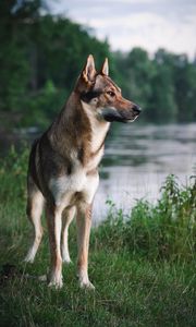 Preview wallpaper dog, pet, animal, river