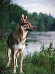 Preview wallpaper dog, pet, animal, river