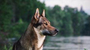 Preview wallpaper dog, pet, animal, river