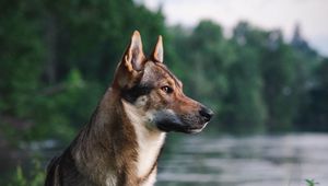 Preview wallpaper dog, pet, animal, river