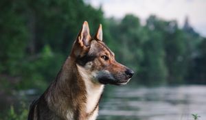 Preview wallpaper dog, pet, animal, river
