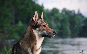 Preview wallpaper dog, pet, animal, river