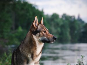 Preview wallpaper dog, pet, animal, river