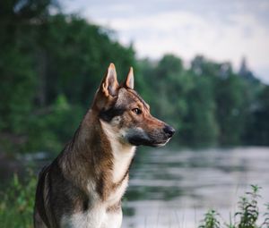 Preview wallpaper dog, pet, animal, river