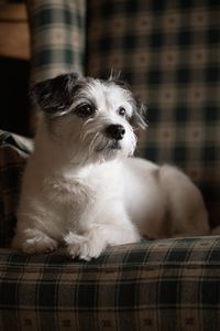 Preview wallpaper dog, pet, animal, glance