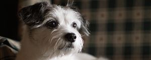 Preview wallpaper dog, pet, animal, glance