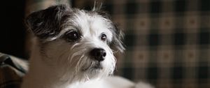 Preview wallpaper dog, pet, animal, glance