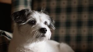 Preview wallpaper dog, pet, animal, glance