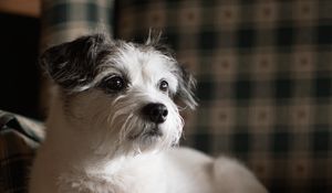 Preview wallpaper dog, pet, animal, glance