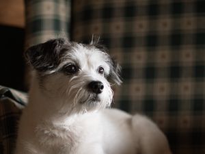 Preview wallpaper dog, pet, animal, glance