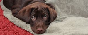 Preview wallpaper dog, pet, animal, glance, cute