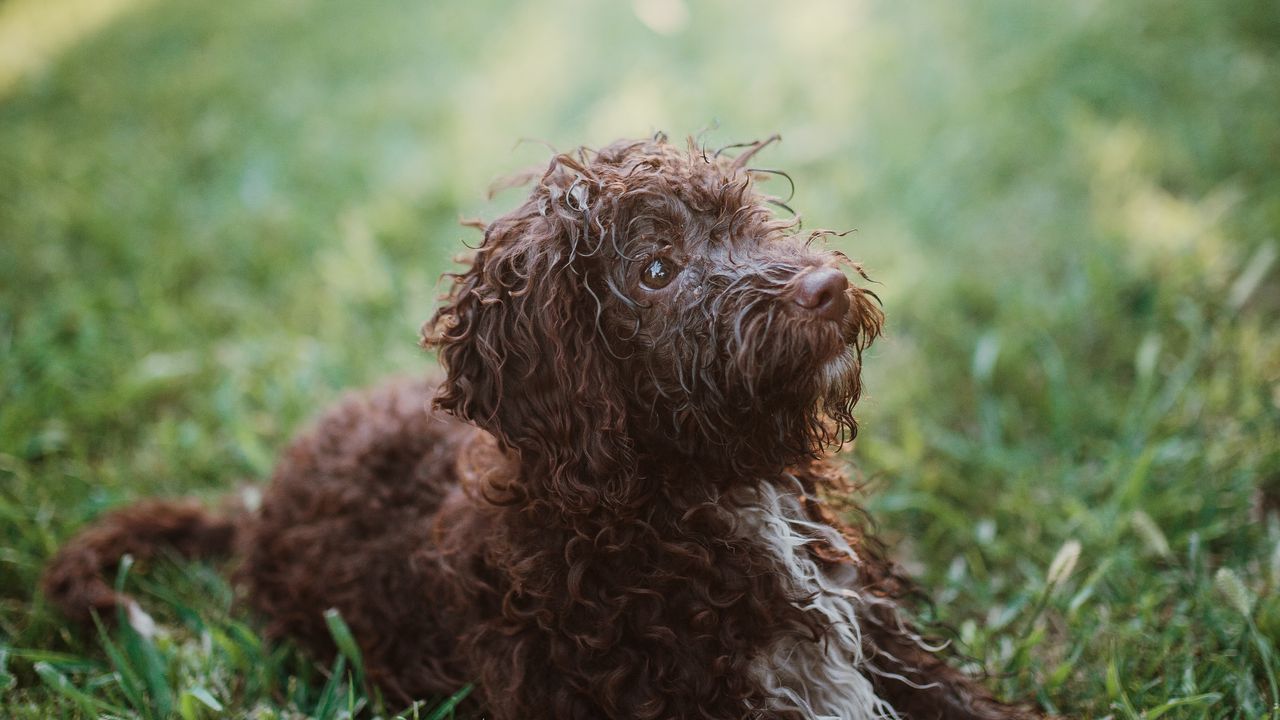 Wallpaper dog, pet, animal, furry, grasses