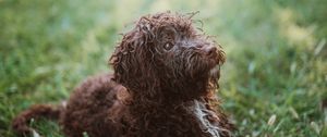 Preview wallpaper dog, pet, animal, furry, grasses